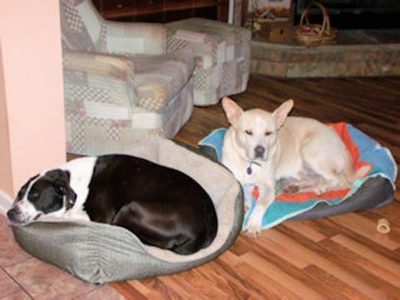 Old Bed, New Bed, Garden Bed Image